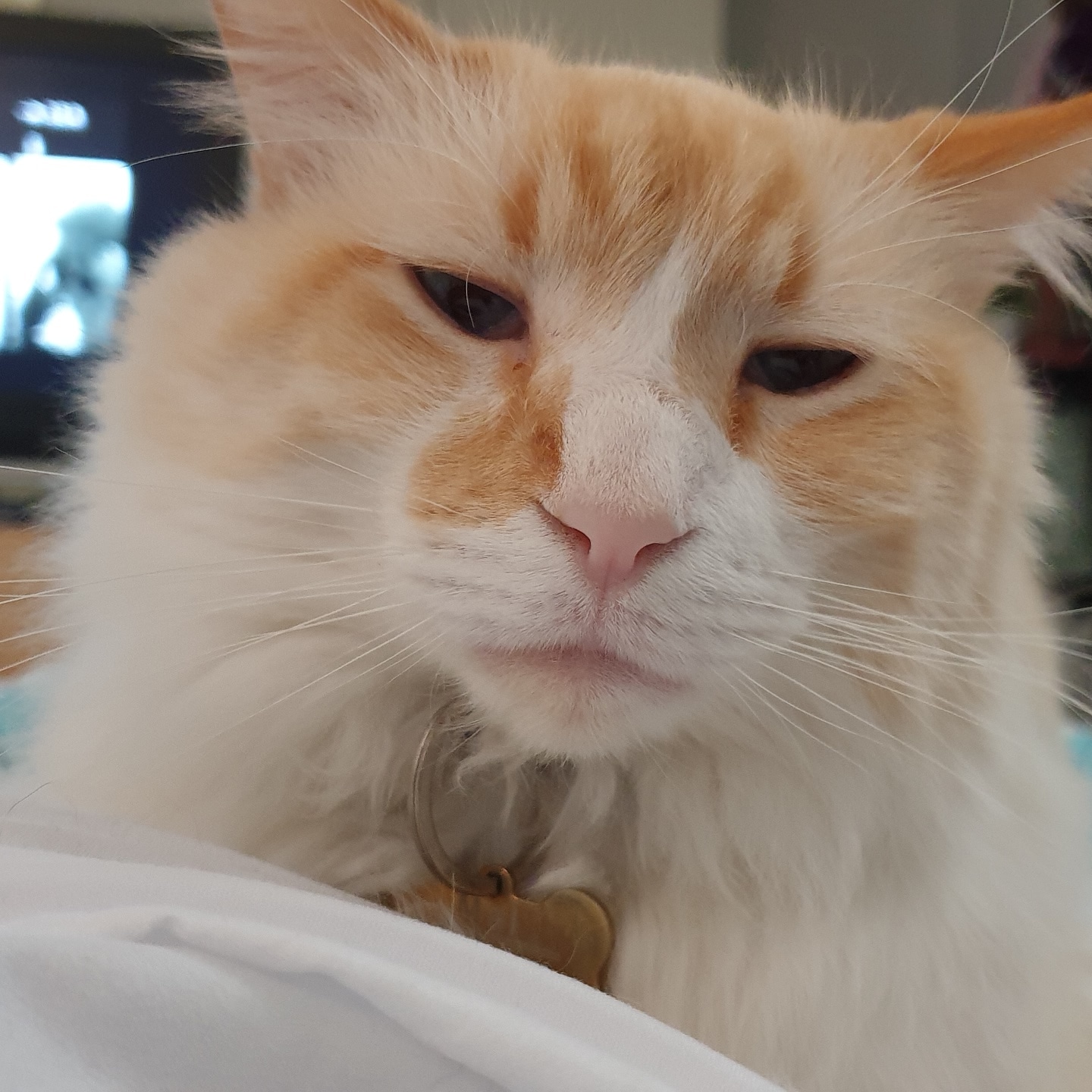 Mr MurderMittens
