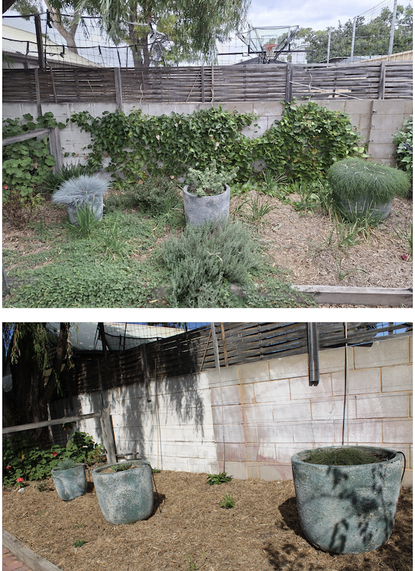 Hardinbergia August 25 to May 26 copy.png
